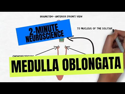 2-Minute Neuroscience: Medulla Oblongata