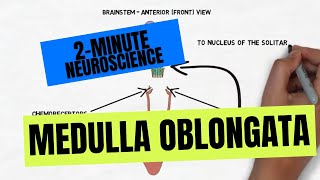 2-Minute Neuroscience: Medulla Oblongata Resimi