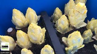 Hoe Kweek Ik Witloof Uit Witloofwortels Deel 5