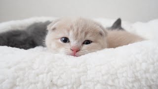 子猫にベッドをあげたら溶けましたw スコティッシュフォールドつむの子猫の成長記録…kitten and bed