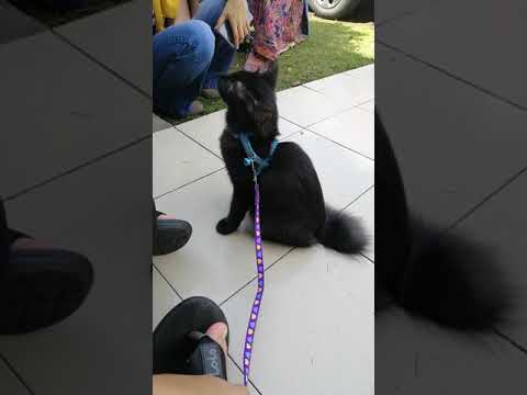 Video: Seekor Anjing Di Rumput Kering: Ahli Perniagaan Amerika Tanpa Anak Mewarisi $ 5 Juta Kepada Haiwan Kesayangan