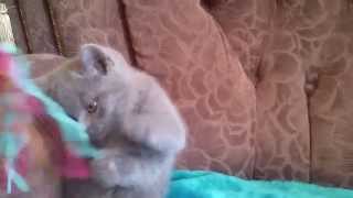 Британский голубой котенок-3 Британский голубой котенок-3