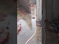 आज बहुत बारिश हुआ #shortvideo #viralvideo #construction #house