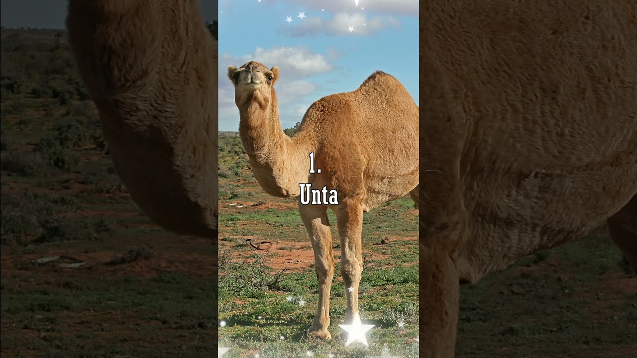 INILAH JENIS HEWAN YANG BOLEH DI KURBANKAN 