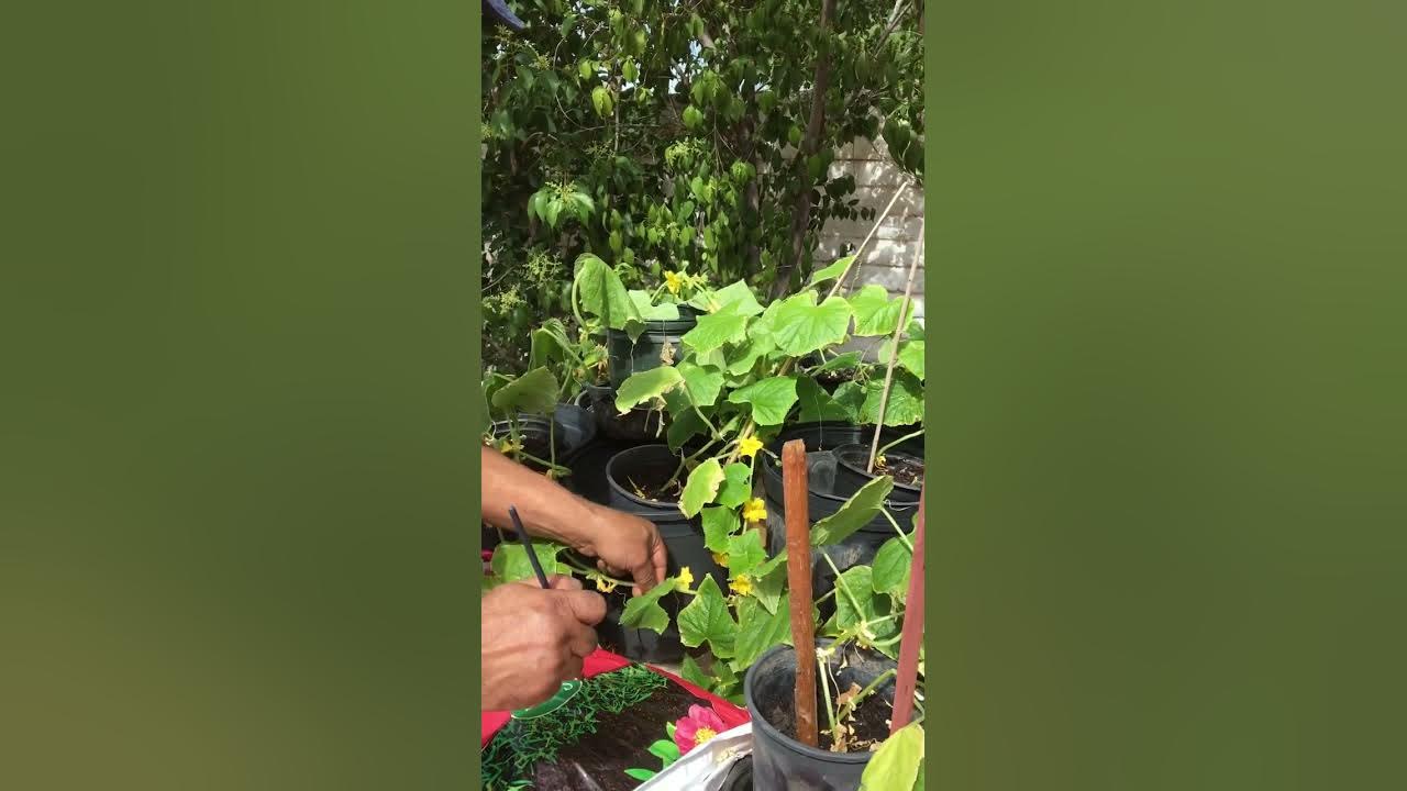 How to pollinate cucumbers flowers without bees 🐝 YouTube