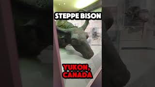 Ancient Creatures Found Frozen In Ice