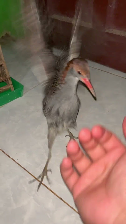 Pertarungan burung sintar sawah #burungsintar #burungsintarsawah