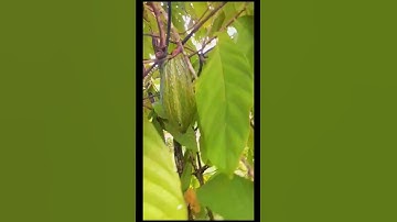 CHOCOLATE COCOA ON A TREE, AUNT TIN planted this cocoa tree. #chocolate #cocoa  #food #tree