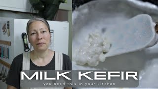 You NEED this in your kitchen | MILK KEFIR