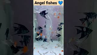 Angel fishes 💙🐠 #shorts #angelfish #fish #pets #guppyfish #aquarium #viral #viralvideo #petvideos