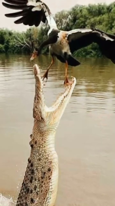 2025#new#komand#vs#bride#animal#5000#youtube#short#video#viral