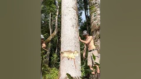 Hand falling a cottonweed, 13-3/4” mann edgeaxe true American, puget sound felling axe,#shortsvideo