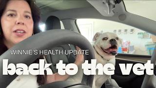 Back to the Vet | Bulldog Health Update | Katie LeBlanc Net Worth