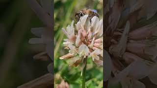 Honey Bees  Love Flowers #shortvideo #shortfeed #viral #shorts