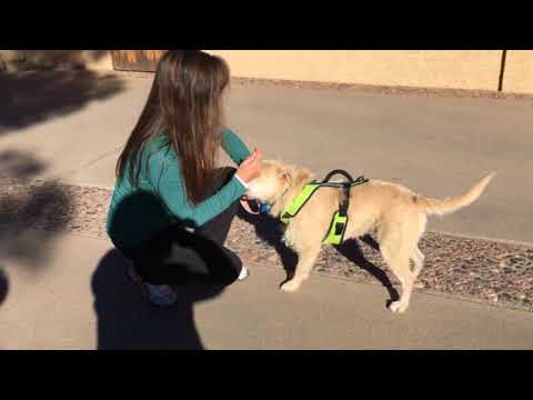 pathways home animal rescue