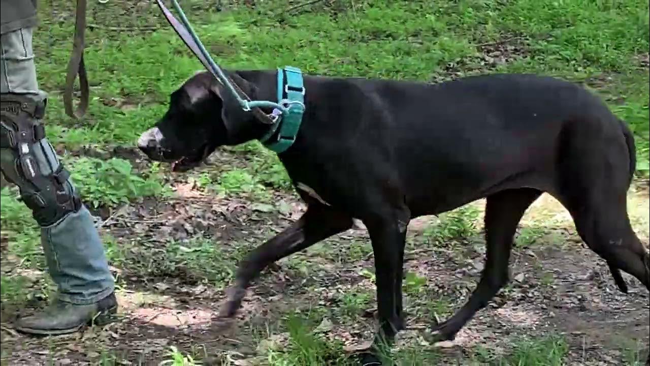 Adoptable dog Estella from YouTube