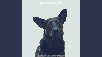 Remarkable Backdrops for Calm Puppies