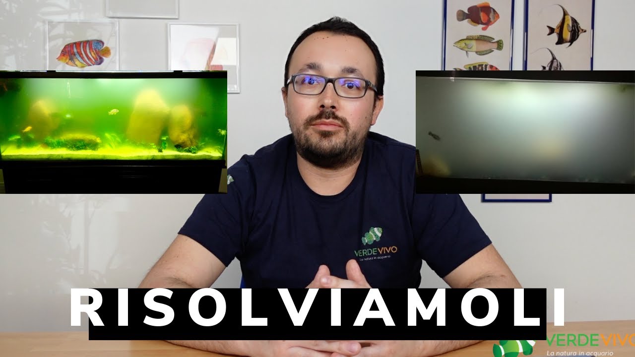 Acqua VERDE - ESPLOSIONE batterica in acquario, come fare?? UVC IN-LINE ...