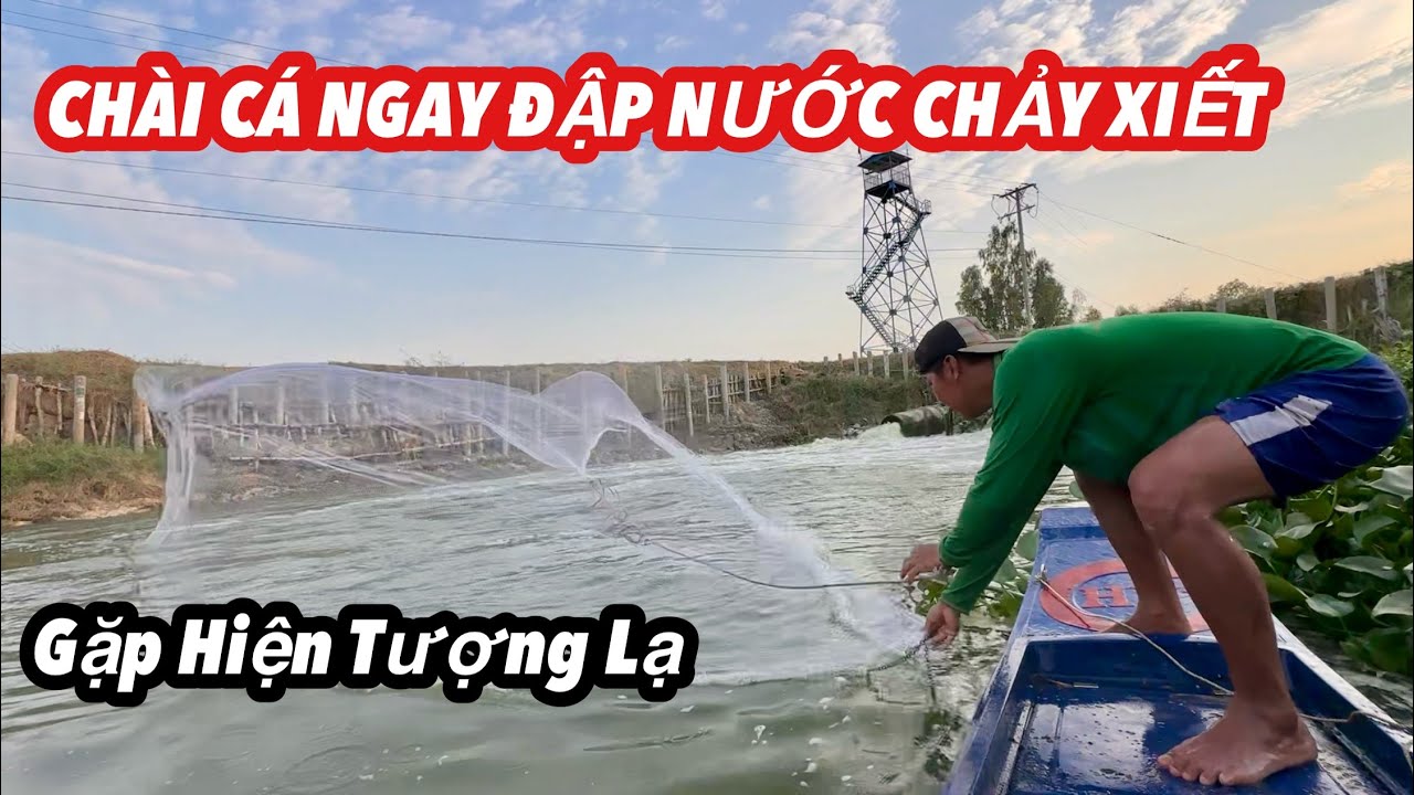 Chài Cá Ngay Đập Nước Chảy Xiết Gặp Hiện Tượng Lạ | Bông Lúa Đồng Tháp