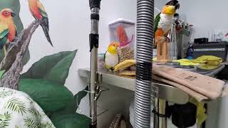 Good morning and Happy Tuesday everybirdy!!! by Providence Meadow Caique Sanctuary 117 views 1 day ago 5 minutes, 16 seconds