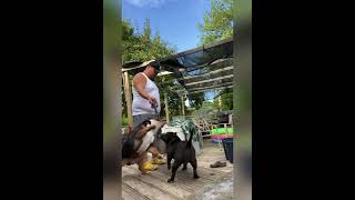 Hmong Dogs