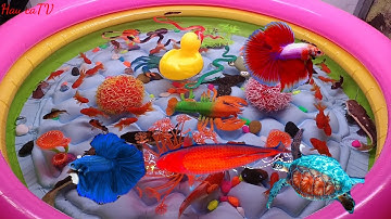 Cá cảnh đẹp, động vật dễ thương, cá hổ, trê hồng vĩ, cá Koi, baba, rắn, vịt, Betta, ếch...