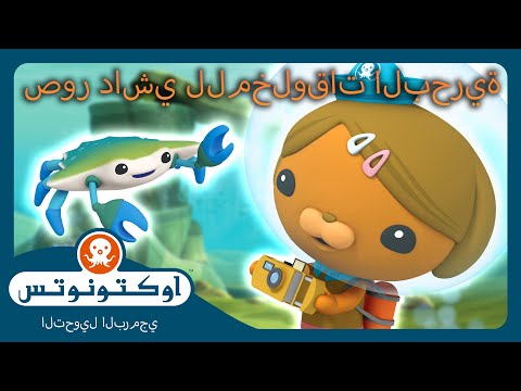 أوكتونوتس | 🐶 صور داشي للمخلوقات البحرية 📸 | حلقات مجمعة