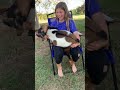 Goat Gives Her A Sweet Kiss вќ пёЏ Goat Miniature Kiss Goat Gives Her A Sweet Kiss вќ пёЏ Goat Miniature Kiss