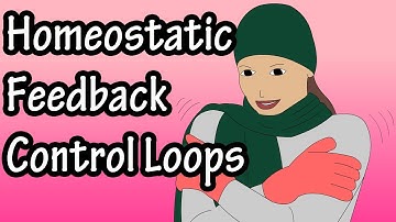 Positive And Negative Feedback Loops - Negative Feedback Loops - Positive Feedback Loops