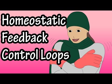 Positive And Negative Feedback Loops - Negative Feedback Loops - Positive Feedback Loops