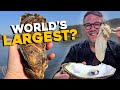 WORLD RECORD OYSTERS in Korea?! How Is This Even Possible?!