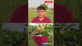 भिंडी में माइट (मकड़ी) का पक्का इलाज: Use Omite Insecticide | Bhindi Me Mite Control #MiteControl