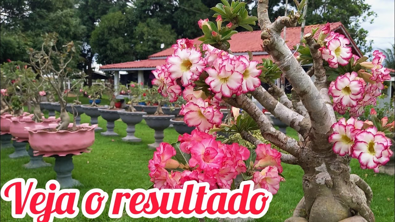 Essa é a melhor fase da lua para fazer podas e enxertos em rosas do ...