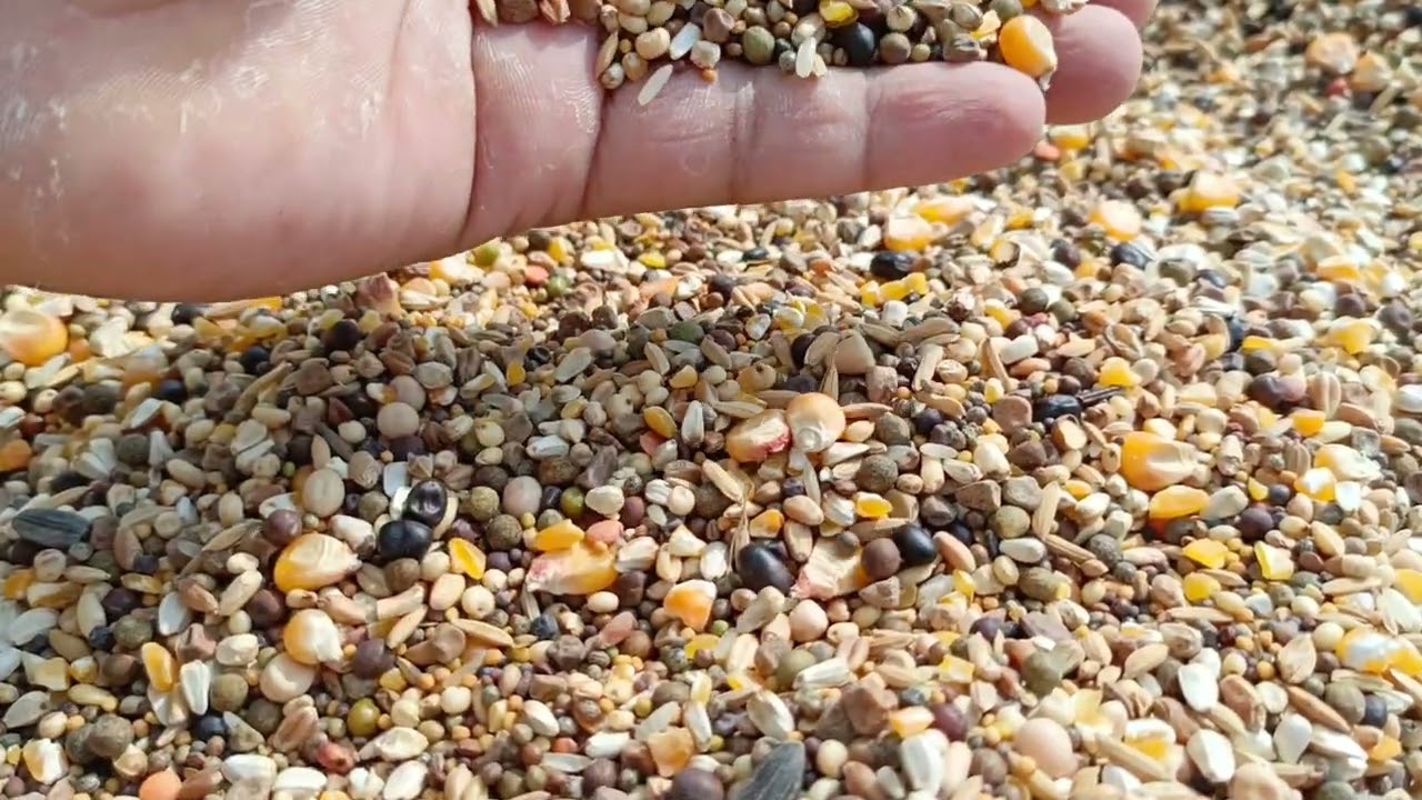 কিভাবে ভালো ধরনের খাবার নির্বাচন করবেন কবুতরের জন্য 