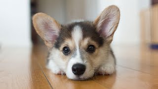 Pembroke Welsh Corgi | Description, care and training