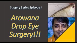 Surgery Series Episode 1 Asian Arowana Drop Eye Surgery