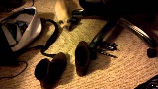 my cute blue point Siamese kitten being playful 2
