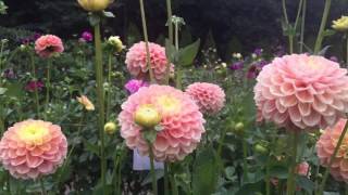 Dahlia Barn Best of Cut Flower Season 2016