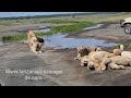 lions at lake ndutu Serengeti National Park Tanzania