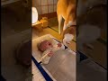 【朗報】イタズラ好きの猫、イッヌによって強制退場されてしまう #shorts