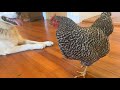 Best Friend Chicken in Waldo is a house laying hen