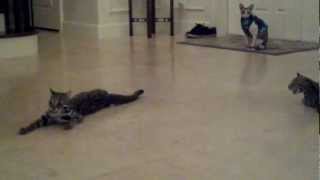 Asian Leopard Cats exhausted after playing by JupiterDockandSeawall Begley 1,997 views 11 years ago 2 minutes, 17 seconds