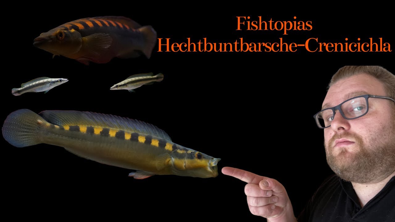 Fishtopia Weekly - Crenicichla - Hechtbuntbarsche - Pike