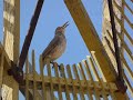 curved bill thrasher singing