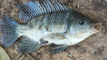 Câu Cá Rô Phi Cực Phê