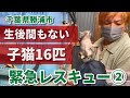【間違った動物愛護観】勝浦で生後間もない子猫16匹を緊急レスキュー②：６８６
