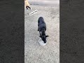 dog training#video#share#viral#subscribe #contact #7988150626
