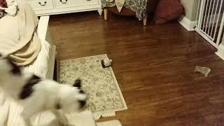 Chihuahua Retrieves Bag of Treats and Drops on Cue, Dog Training Jacksonville