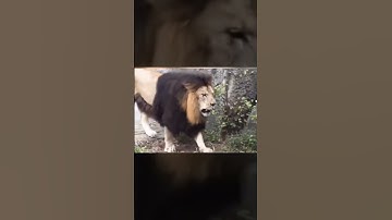 Học và Hỏi - Những loài vật đã tuyệt chủng bị camera ghi lại P7 #animals  #khampha #thegioidongvat