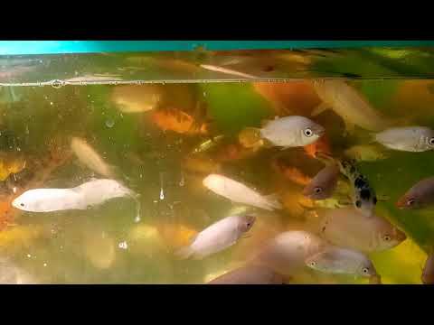 ভিডিও: অ্যাকোয়ারিয়াম তোতা মাছ